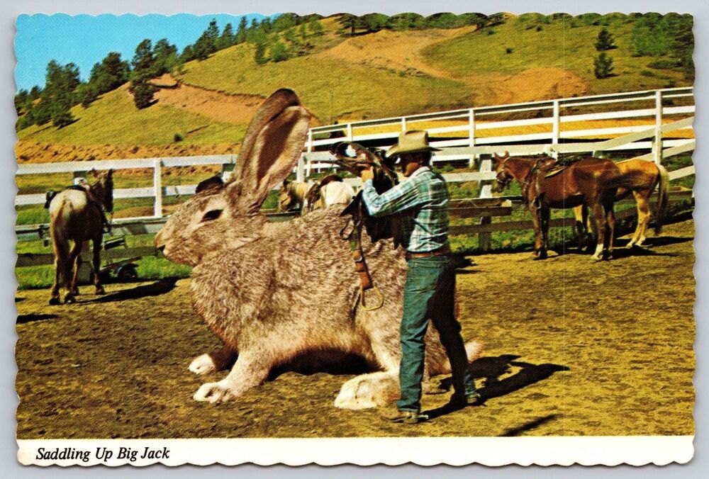 Postcard Exaggeration Saddling Up Big Jack Jackrabbitt Cowboy Horses c1982 Humor